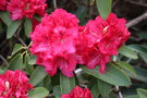 vignette Rhododendron 'Wilgen's Ruby'