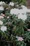 vignette Rhododendron yakushimanum