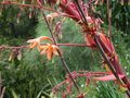 vignette Watsonia meriana var. bulbillifera  et Beschorneria yuccoides
