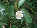 vignette Magnolia laevifolia = Michelia yunnanensis