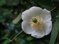 vignette Magnolia laevifolia = Michelia yunnanensis
