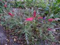 vignette Grevillea Hookeriana Robin Hood au 03 06 14