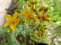 vignette Hypericum perforatum (fleurs)