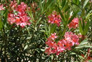 vignette Nerium oleander