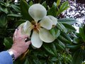 vignette Magnolia Grandiflora Exmouth gros plan de ses normes fleurs divinement parfumes au 04 06 14