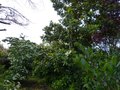 vignette Magnolia Grandiflora Exmouth premires fleurs et bien accompagn au 04 06 14