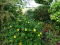 vignette Hypericum Hidcote au 05 06 14