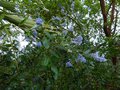 vignette Ceanothus Arboreus Trewithen blue au 05 06 14