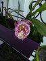 vignette Epiphyllum Grace Ann
