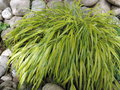 vignette Hakonechloa macra 'Aureola'