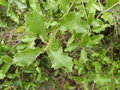 vignette Quercus coccifera (feuillage)