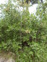 vignette Quercus coccifera/chne kerms