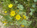 vignette Blackstonia perfoliata (fleurs et feuillage)