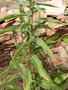 vignette Oenothera biennis/onagre bisannuelle (dtail)