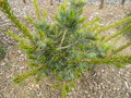 vignette Pinus parviflora 'Bonnie Bergman'