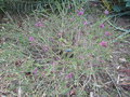 vignette Melaleuca thymifolia