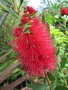 vignette Callistemon laevis