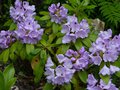 vignette Rhododendron Blue jay au 08 06 14