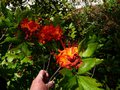 vignette Rhododendron Bakeri Camp's red Cumberlandense au 08 06 14