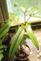 vignette Gastonia cutispongia (feuilles juvniles)