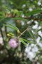vignette Mimosa polycarpa var. spegazzinii