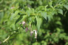 vignette Fuchsia magellanica var. molinae