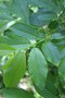vignette Rhamnus alpina ssp. fallax