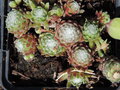 vignette Sempervivum arachnoideum