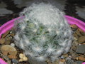 vignette Mammillaria plumosa