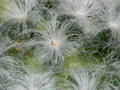 vignette Mammillaria plumosa