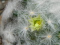 vignette Mammillaria plumosa