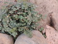 vignette Acaena magellanica (glaucophylla)