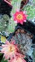 vignette Echinopsis chamaécéreus