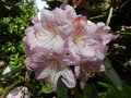 vignette Rhododendron 'Gomer Waterer'
