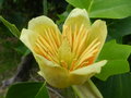 vignette Liriodendron (tulipier de Virginie)