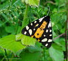 vignette caille fermire  ( Epicallia villica ) papillon