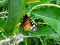 vignette caille fermire  ( Epicallia villica ) papillon