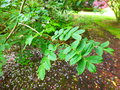 vignette SYRINGA pinnatifolia