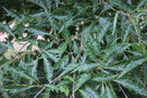 vignette Fagus sylvatica var. heterophylla 'Aspleniifolia'
