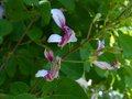 vignette Bauhinia Yunnanensis autres fleurs en train de s'ouvrirau au 12 06 14