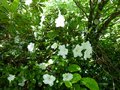 vignette Azalea japonica Palestrina au 11 06 14