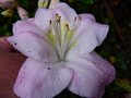 vignette Rhododendron Satsuki gros plan au 11 06 14