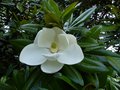 vignette Magnolia Grandiflora exmouth trs superbement patfum au 11 06 14