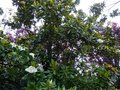 vignette Magnolia Grandiflora exmouth immense et trs superbement patfum au 11 06 14