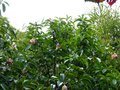 vignette Manglietia Insignis en dbut de floraison au 11 06 14