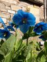 vignette Meconopsis betonicifolia - Pavot bleu de l'Himalaya