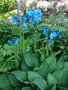 vignette Meconopsis betonicifolia - Pavot bleu de l'Himalaya