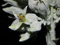 vignette Kalanchoe luciae ssp. luciae