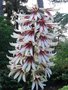 vignette Cardiocrinum giganteum var yunnanense