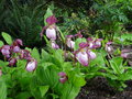 vignette Cypripedium